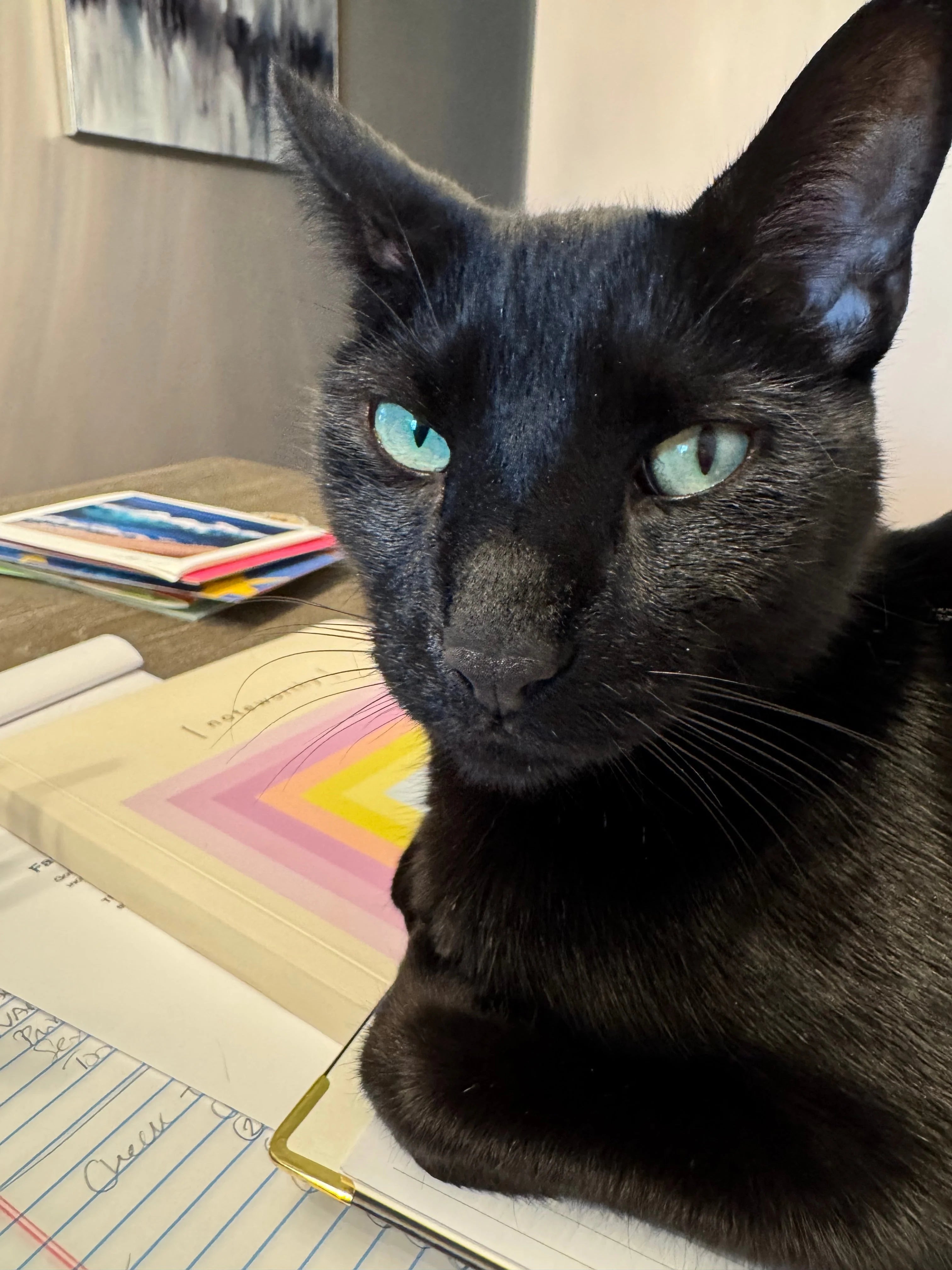 milo.webp